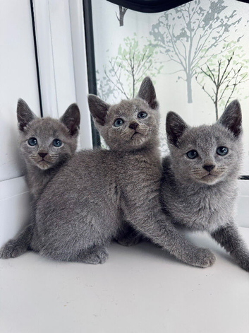 TICA pedigree Russian Blue kittens