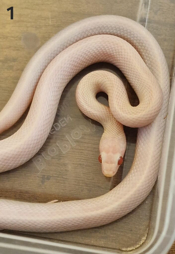 Beautiful Blizzard corn x2