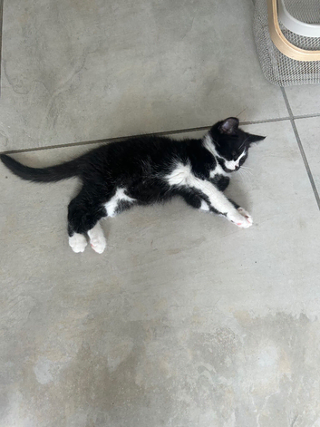 Kittens