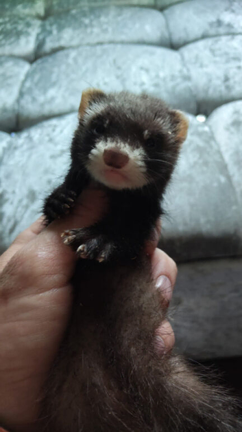 beautiful ferrets ready to go anytime
