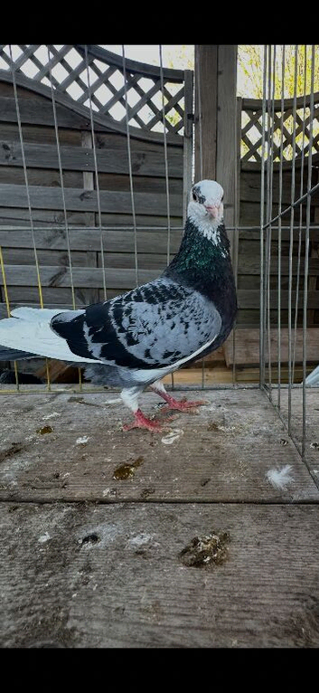Pigeons for sale