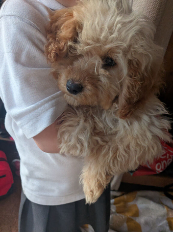 Apricot Cockapoo