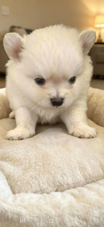 Pomchi boy