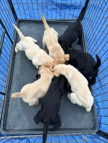 Gorgeous labradoodle puppies