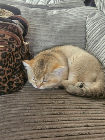 Beautiful golden british shorthair kitten for sale