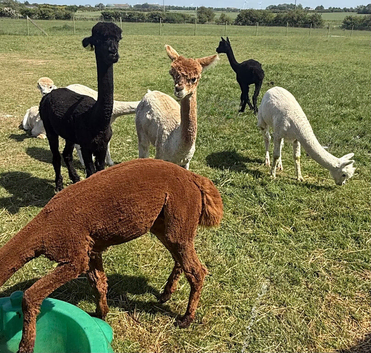3 x Gorgeous BAS Registered Alpacas