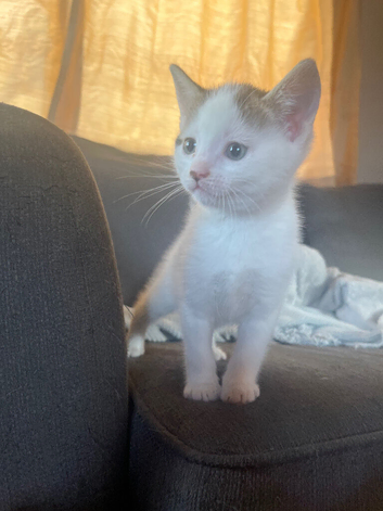 Kitten