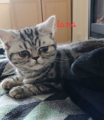 British shorthair kittens