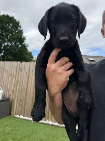 KC registered black Labrador puppies