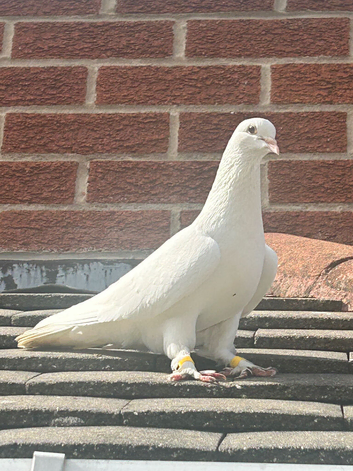 Turkish takla pigeons