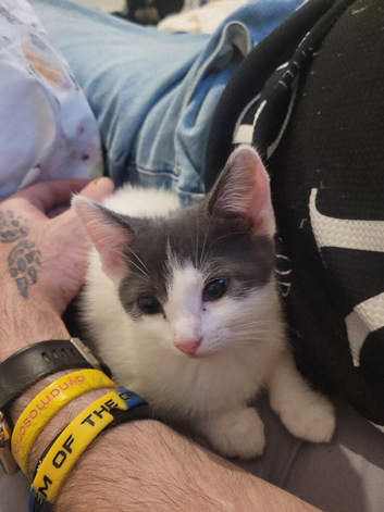 2 girl kittens