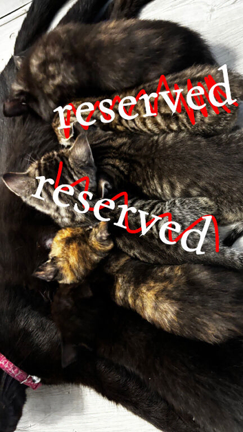 Kittens