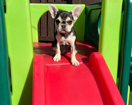 French Bulldog Puppy!!!