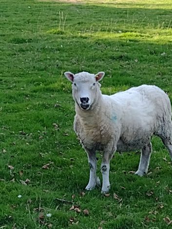 4 Kerry Hill x Poll Dorset ewes for sale