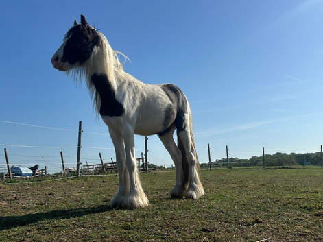 Beautiful 2 year old Colt for new home
