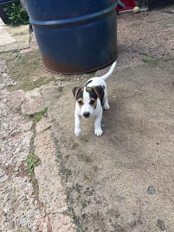 Pure Breed Jack Russell Pups