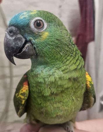 Hand Reared Baby Amazon Parrots