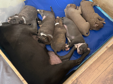 Staffordshire bull terrier cross bullmastiffs