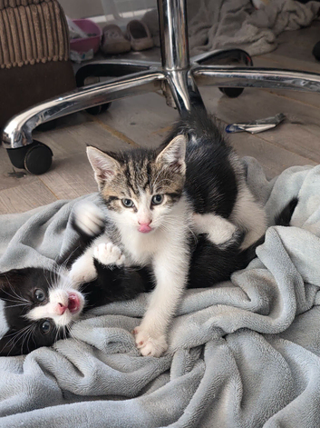 5 kittens girls and boys