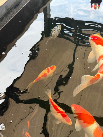 Goldfish and shubunkins for free