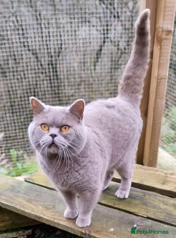 BSH for Stud champion lines