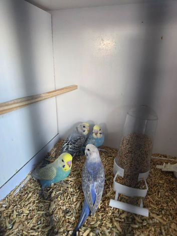 Budgies