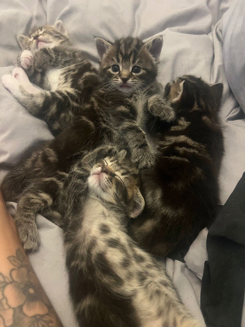 4 beautiful kittens for sale