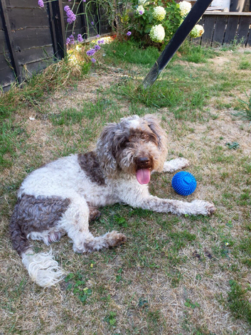 Cockapoo for stud