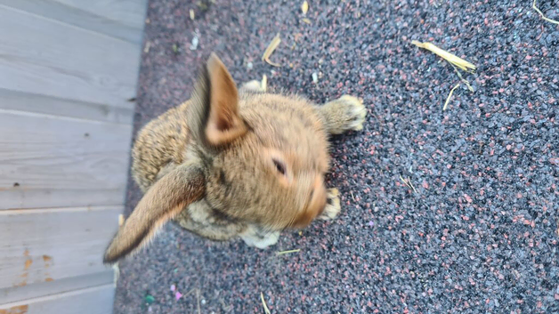 Lovely girl lops