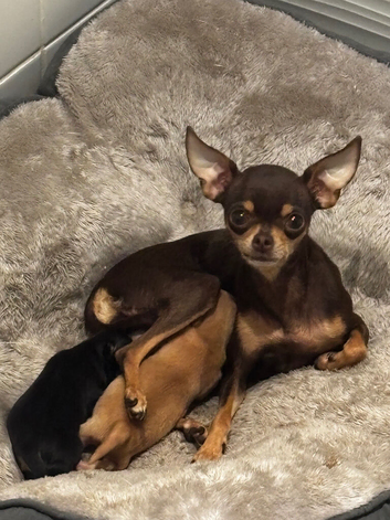 Russian toy terrier, two boys puppies