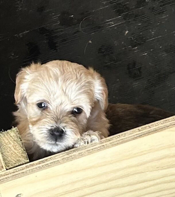 Jackapoo pups 4 left