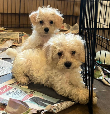 BEAUTIFUL F1B COCKAPOO PUPPIES