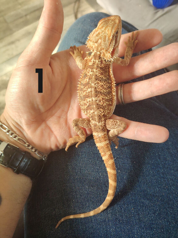 baby bearded dragons 13 weeks old