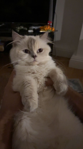 4 gorgeous kittens looking for forever homes