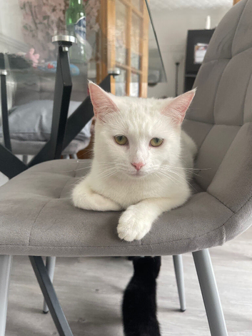 2 Black 1 White kittens Turkish Angora mix