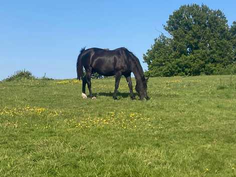 Full Grass Retirement Livery in Idyllic Setting in Surrey