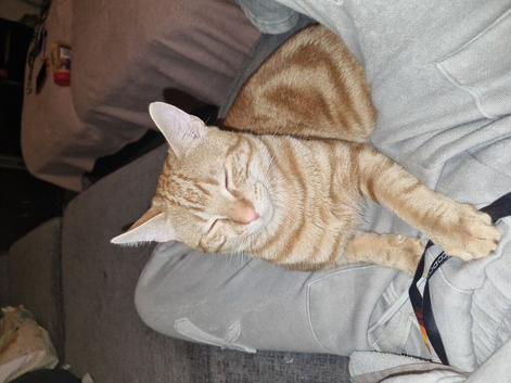 Beautiful 10 month old ginger cat.