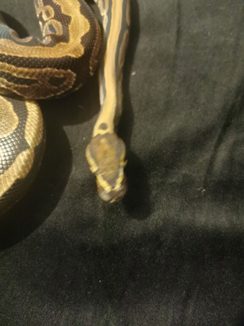 Ball Python