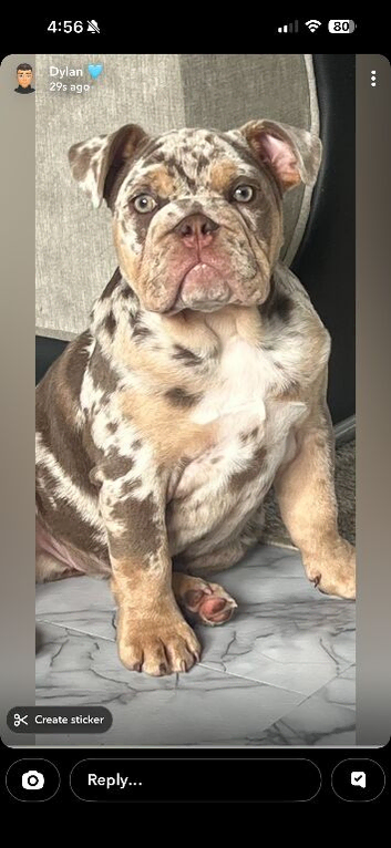 Lilac merle English bulldog