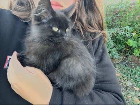 Maine coon kitten
