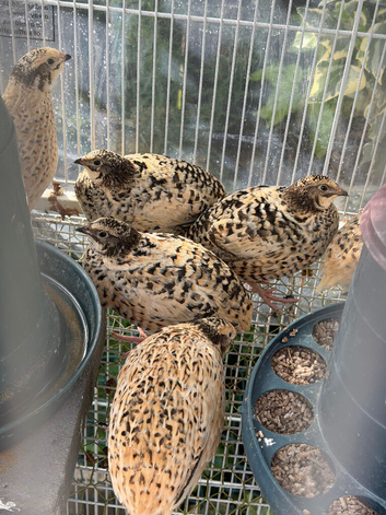 Conturnix quail hens