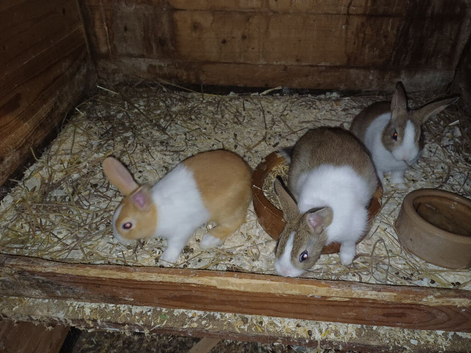 Young dutch in brown grey and yellow