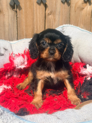 Beautiful Cavalier King Charles puppies