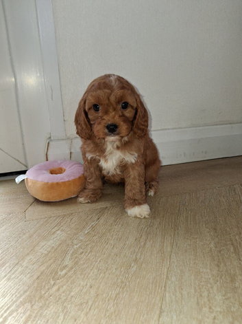 Cavapoo puppys girl available
