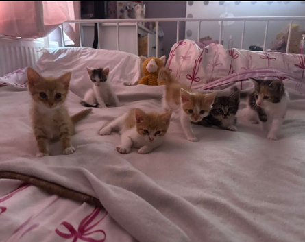Beautifully kittens ready for new homes