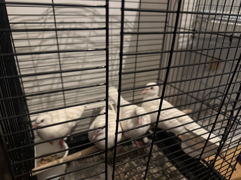 White Java doves for sale