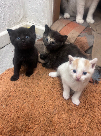 Lovely Kittens
