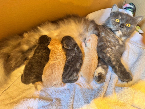 Beautiful fluffy boy mainecoon kitten