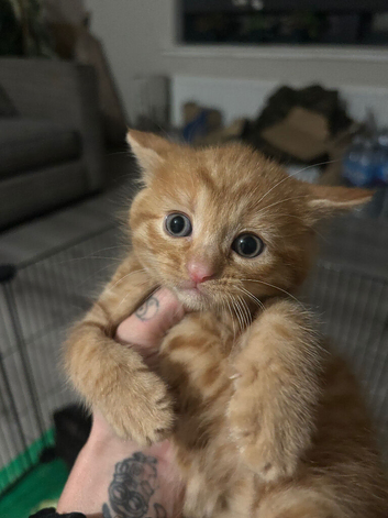 Adorable kitten