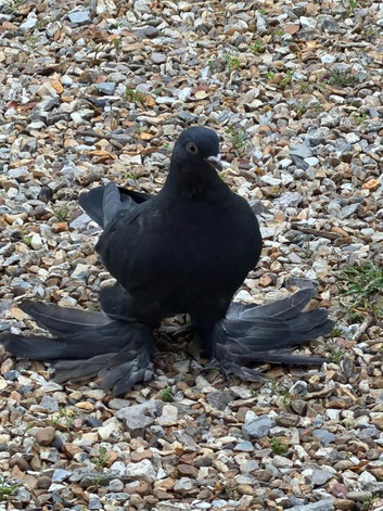 Uzbek pigeon